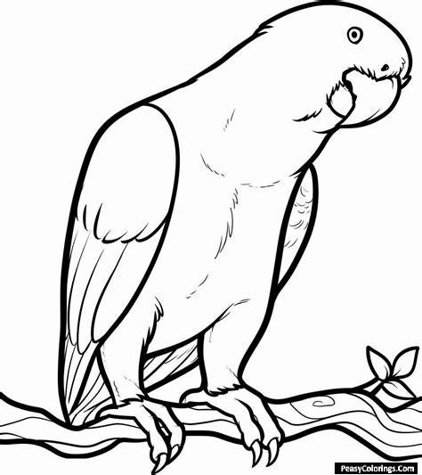 parrot coloring pages