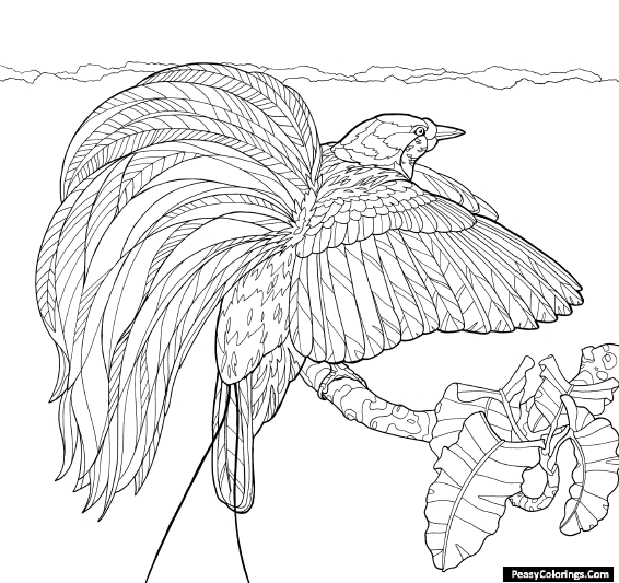 birds of paradise coloring pages
