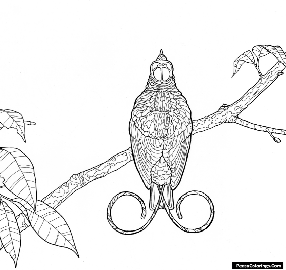 birds of paradise coloring pages