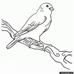 canary coloring pages