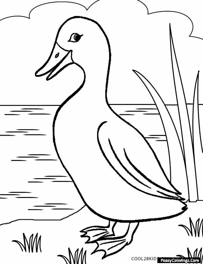 duck besides a pond