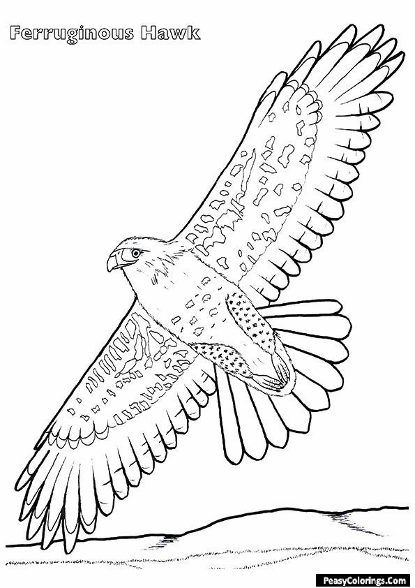hawjk coloring pages