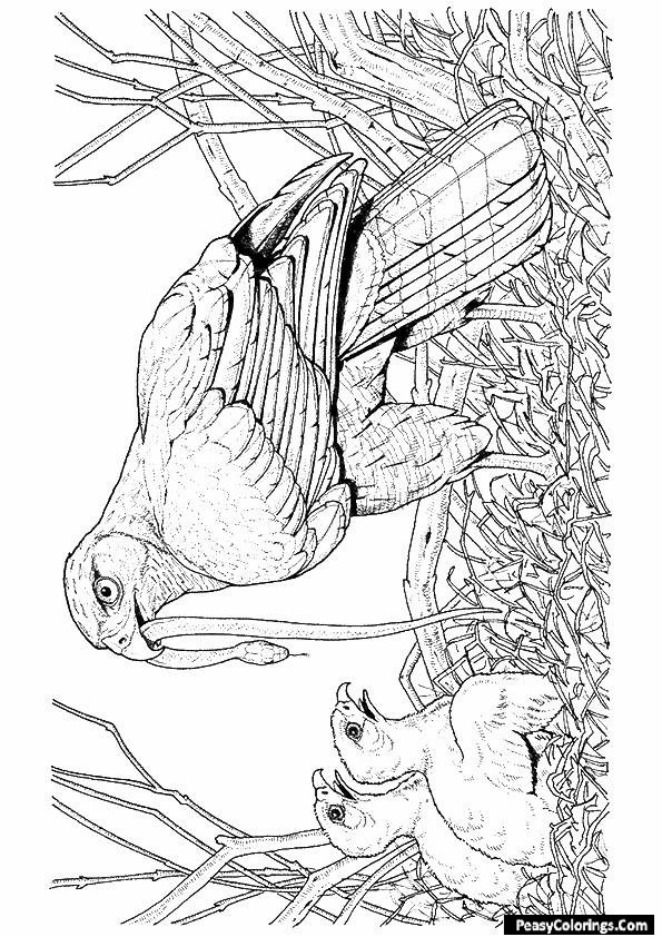 hawk family coloring pages