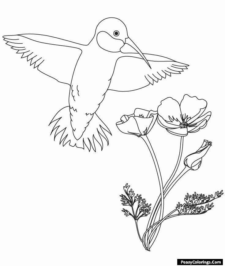 humming bird coloring pages