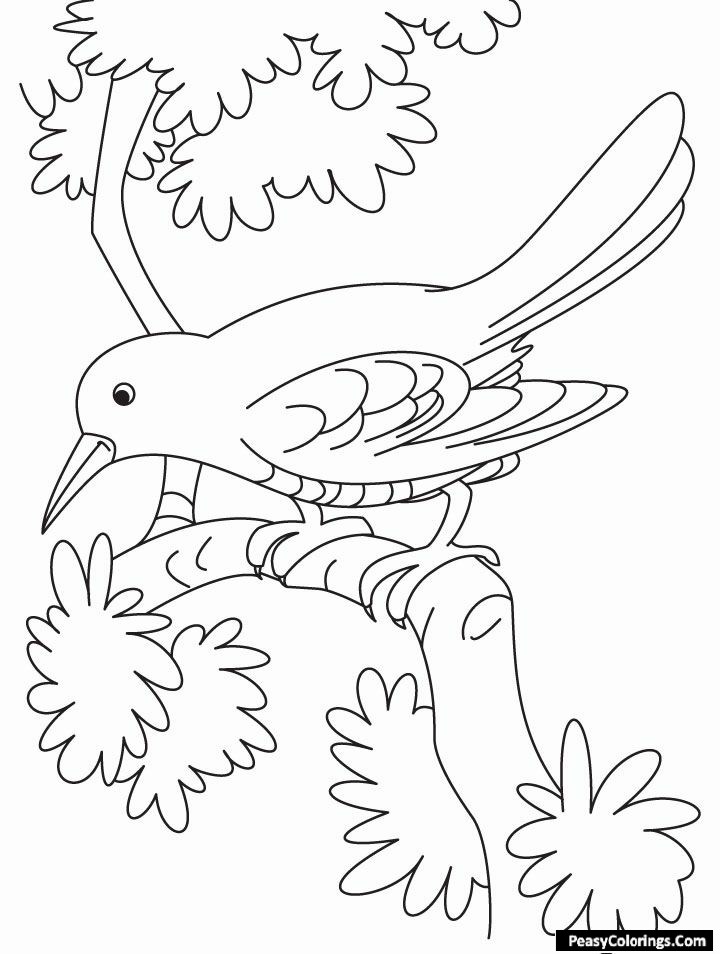 humming bird on leaves coloring pages