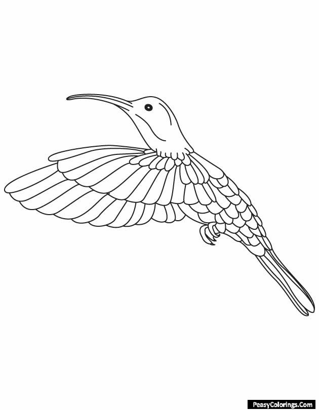 long beak humming bird