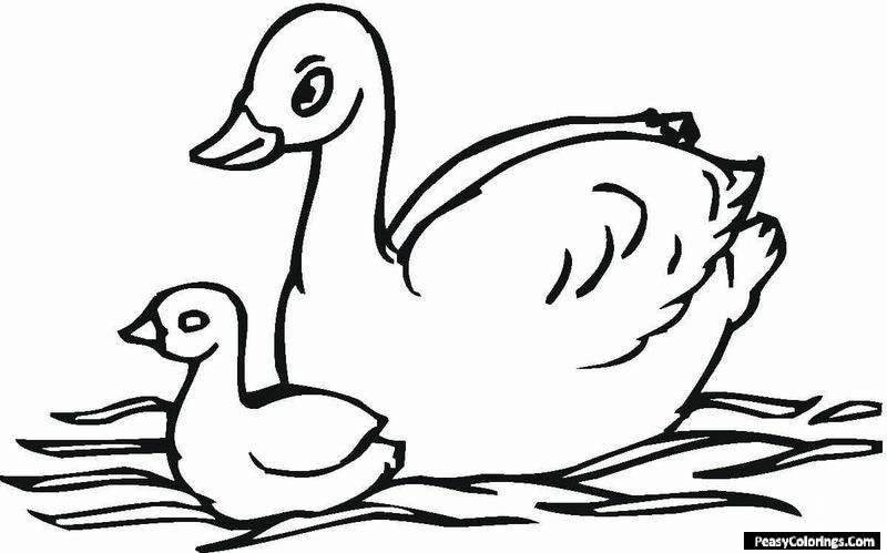 swans coloring pages