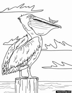 pelican coloring pages