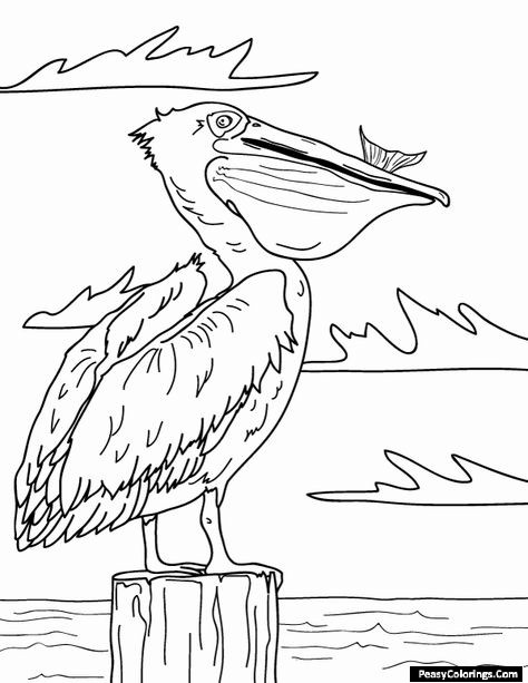 pelican coloring pages