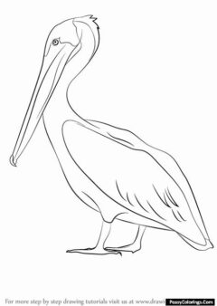 pelican coloring page