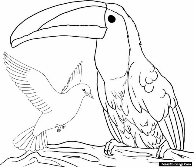 toucan and pigeon coloring pages