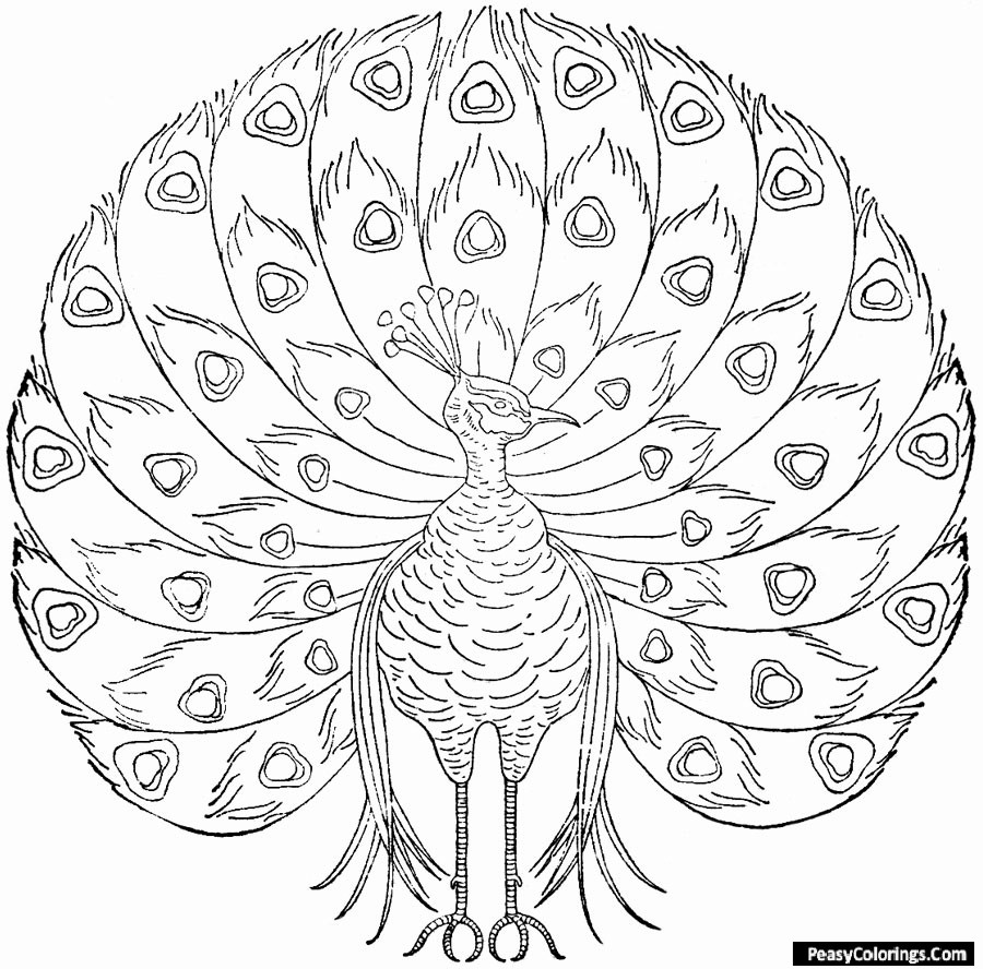realistic peacock coloring pages