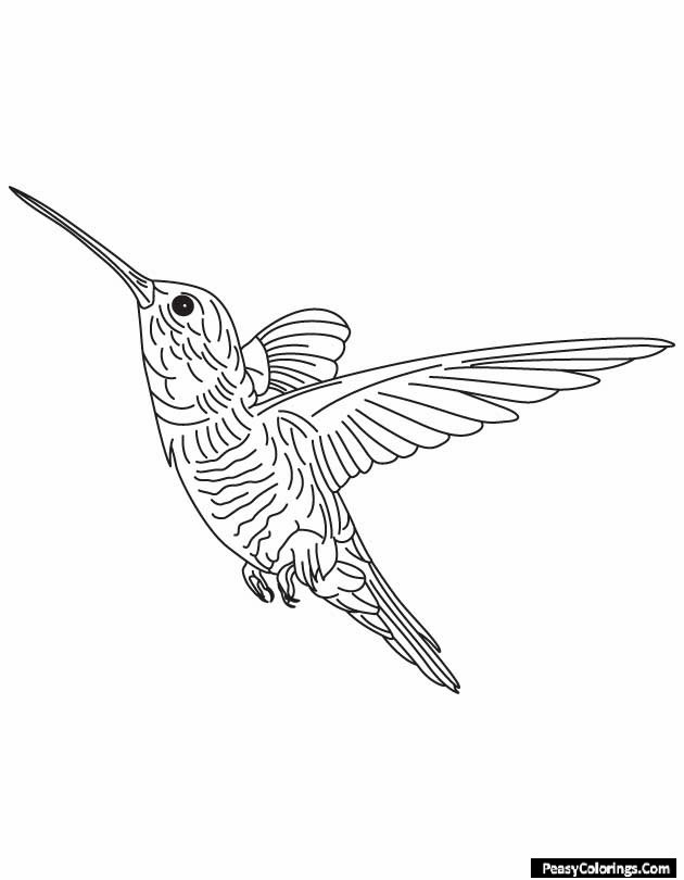 segmented humming bird
