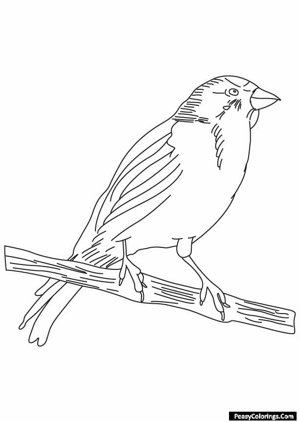 canary coloring pages