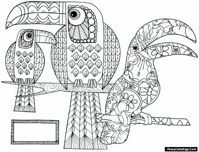 toucan coloring pages