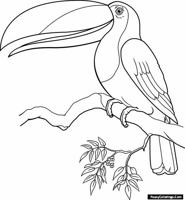toucan coloring pages