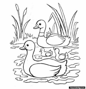 Two Swimming Duck Coloring Pages - Easy Peasy Colorings