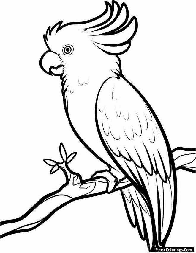 cockatoos coloring pages