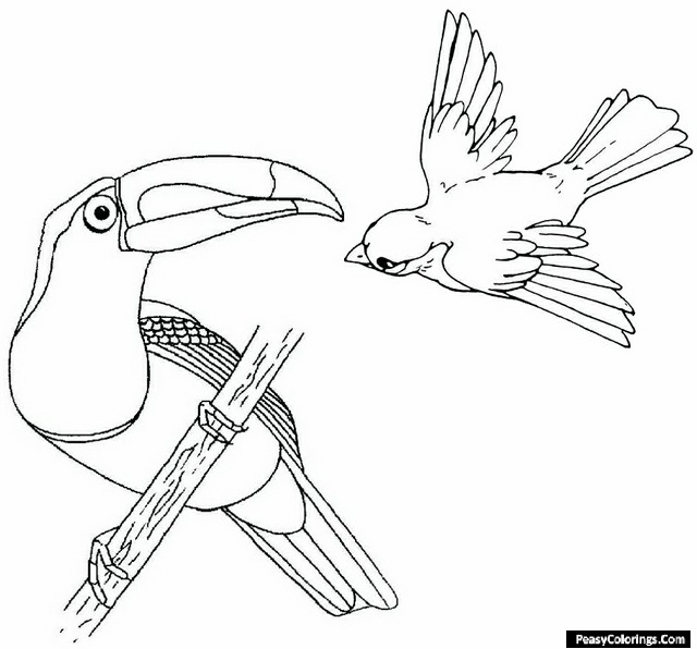 beautiful toucan coloring page