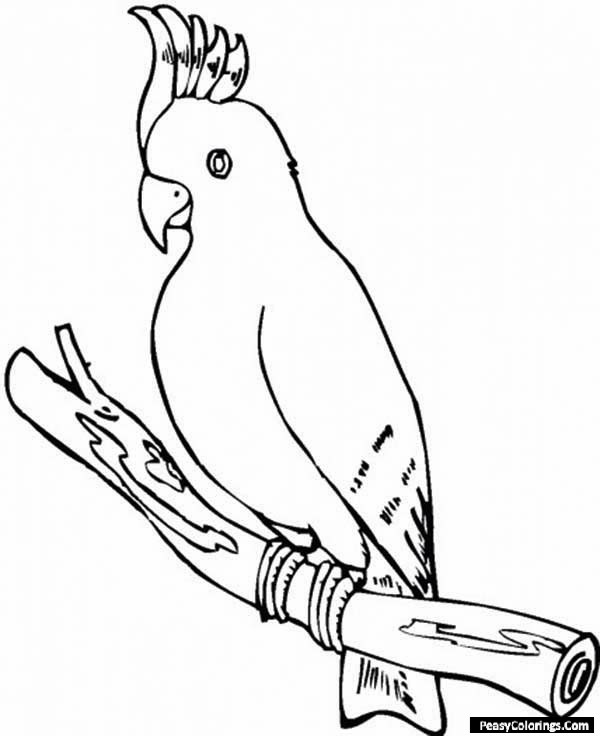 cockatoos on a branch coloring page