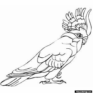 crowned cockatoos coloring pages