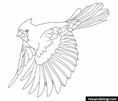 flying cardinal with open wing coloring page