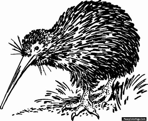 kiwi coloring pages