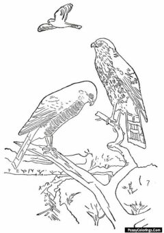 hawk on a branch coloring page