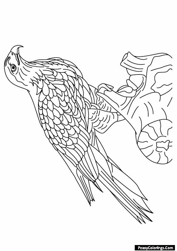 hawk coloring page