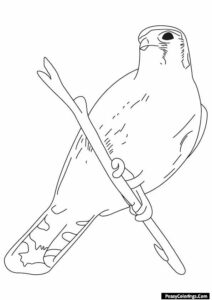 Hawk Sitting on a Branch Coloring Page - Easy Peasy Colorings