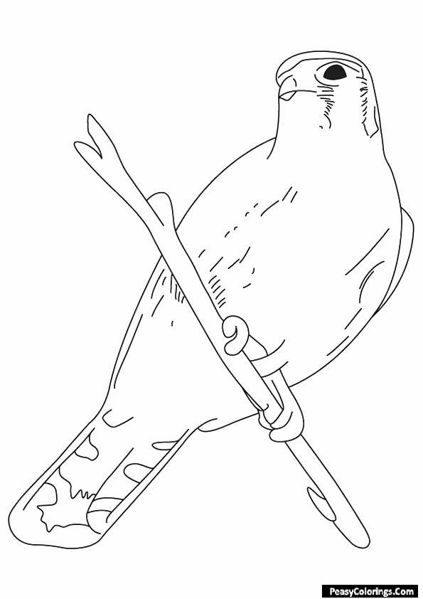 hawk sitting on a branch coloring page