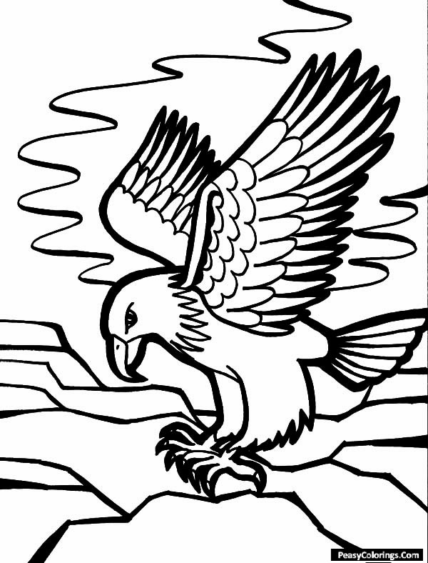 falcon bird coloring pages