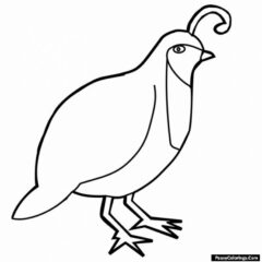 quail coloring page