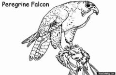falcon bird coloring pages