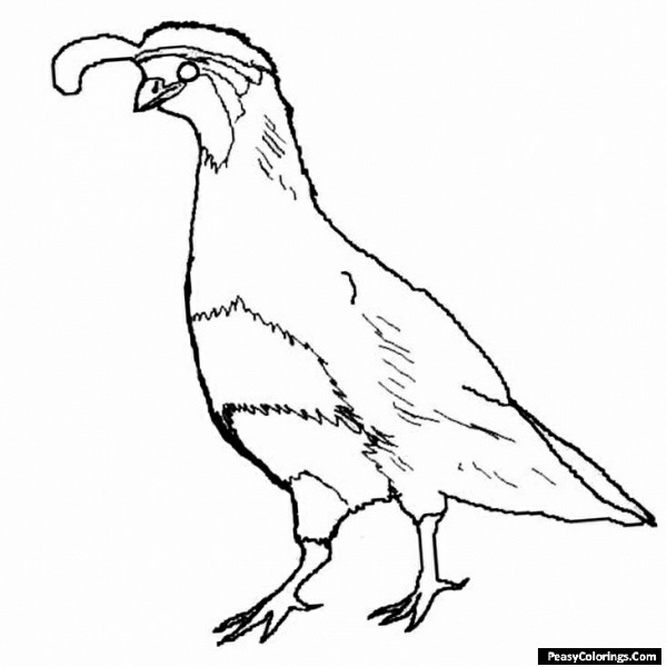 quail coloring page