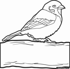 sparrow coloring page