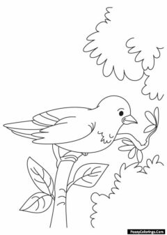 sparrow coloring pages