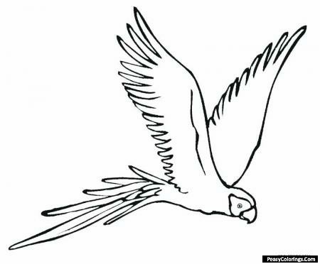 macaw coloring page