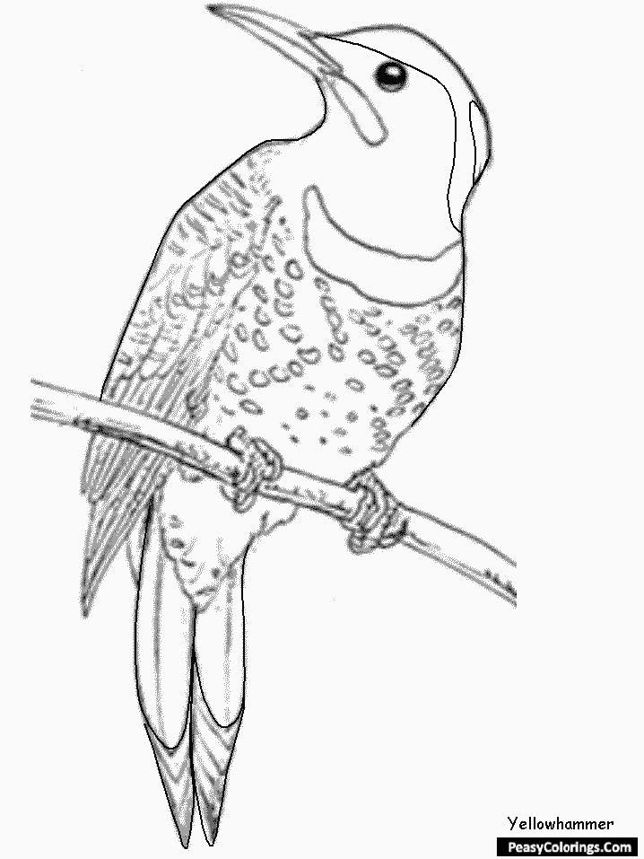 oriole coloring page
