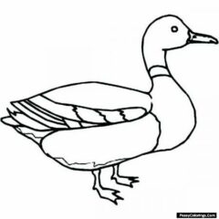 mallard coloring page